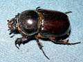 unidentified African Scarabaeidae